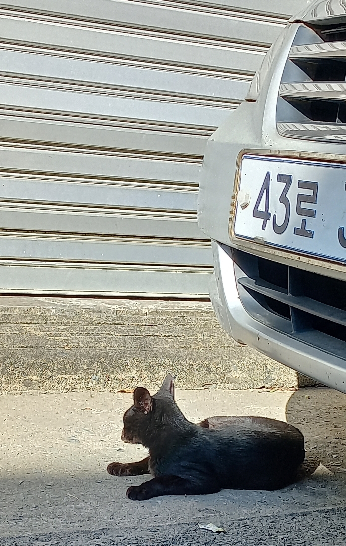 길에서 고양이 보면 사진을 안 찍고는 지나갈 수 없는 병에 걸림 😚🐈‍⬛🐈 | 인스티즈