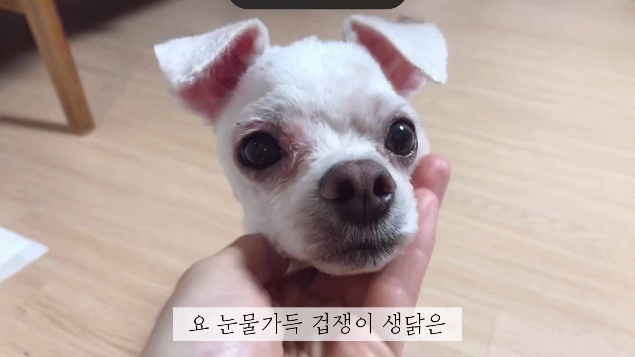 "공고번호 411번" 강아지가 입양되기 전 후 모습.jpgif | 인스티즈