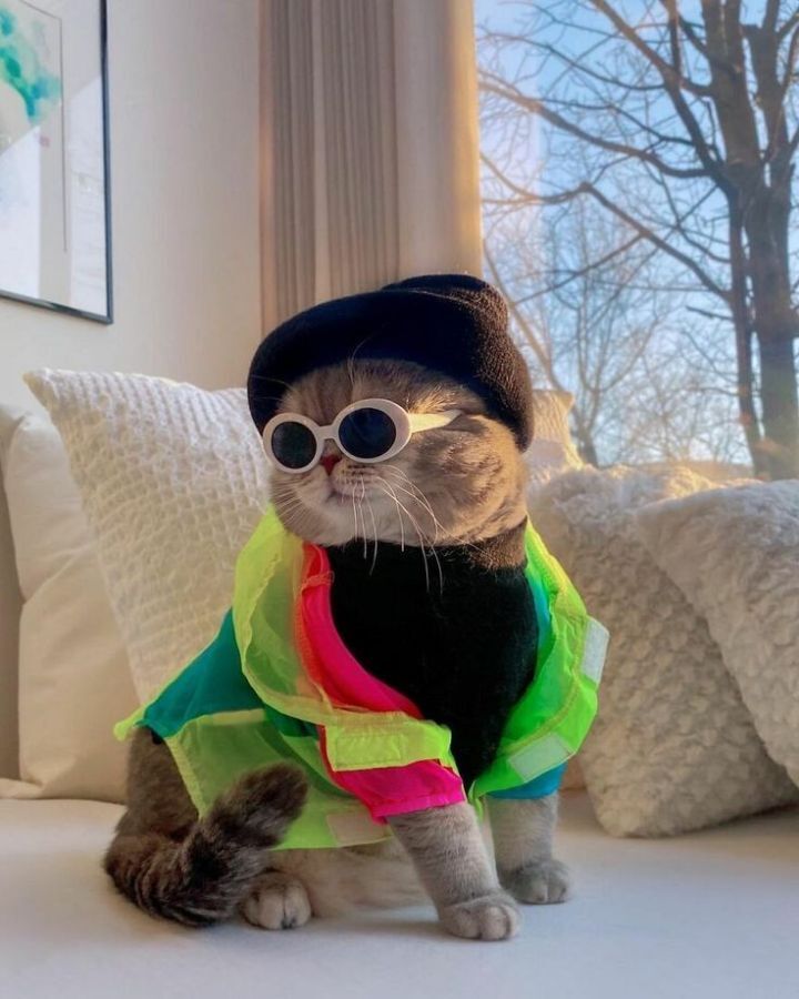 옷 잘입는 고양이 데일리패션 | 인스티즈