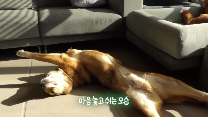 집에 강아지들끼리만 남겨졌을때 | 인스티즈