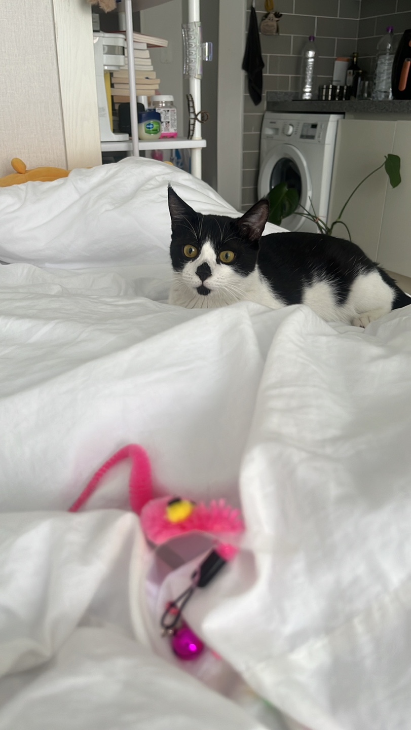 [입양홍보] 혹r률 ✮100➠✥✹프로 7H냥ㅇ1 홗➦정♘ ➜✾ 뽑ㄱ1¿불필요♟ | 인스티즈