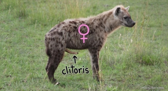 🙋‍♀️암컷 하이에나가 갖고 있는 신체적 특징이 뭔지 알아?🙋‍♀️ | 인스티즈