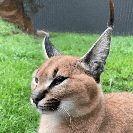 볼수록 신기한 카라칼 귀 움직이기.gif | 인스티즈