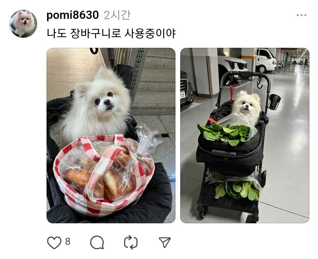 🐶: 강아지 유아차가 뭐라고 생각해? | 인스티즈