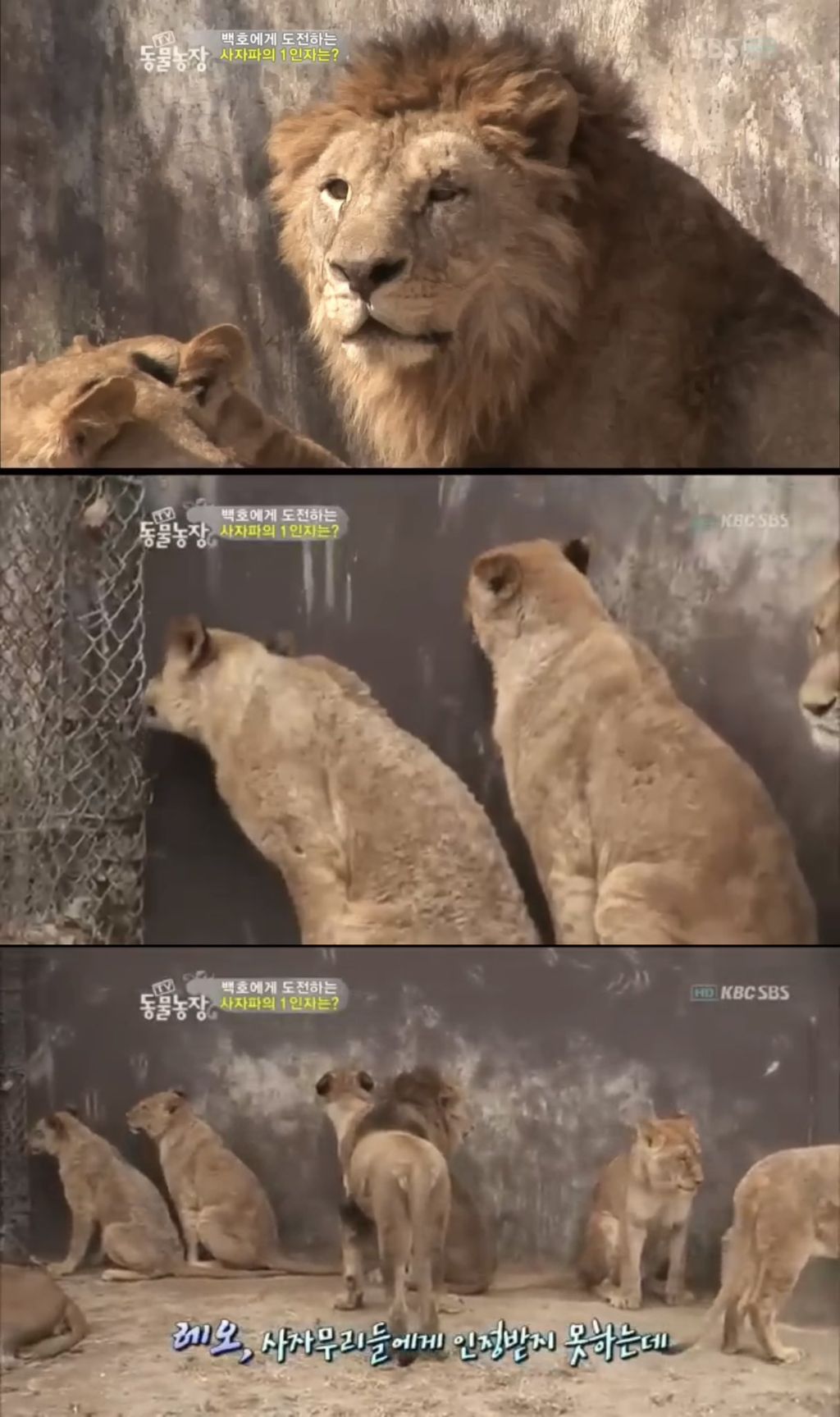 못생긴 수컷은 무토바 금지 시전하는 암컷 사자들 | 인스티즈
