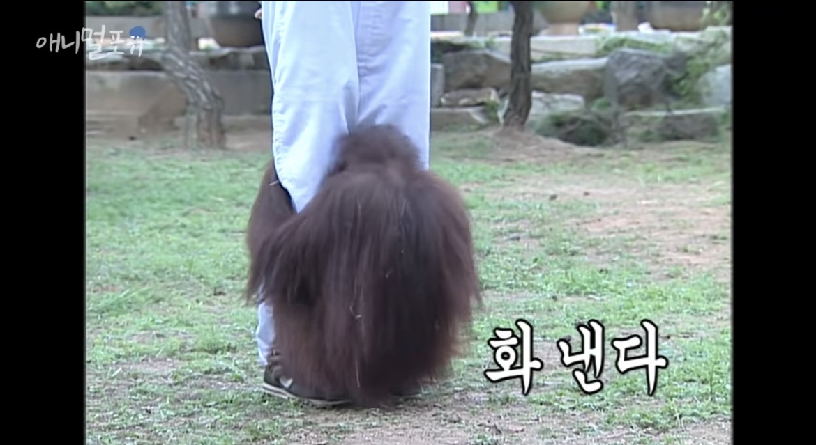오랑우탄도 간지럼을 탈까? | 인스티즈