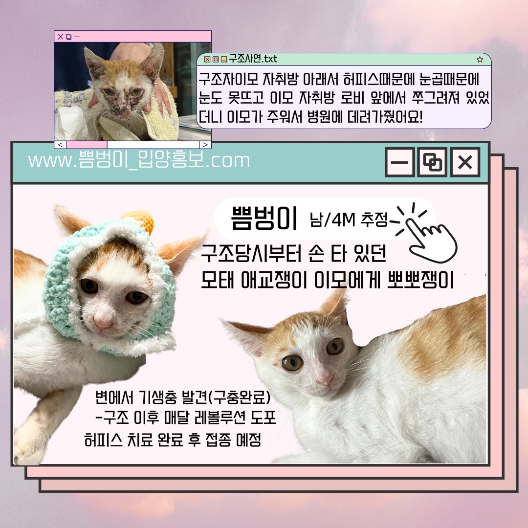 미나명이나물 닮은 고양이 | 인스티즈