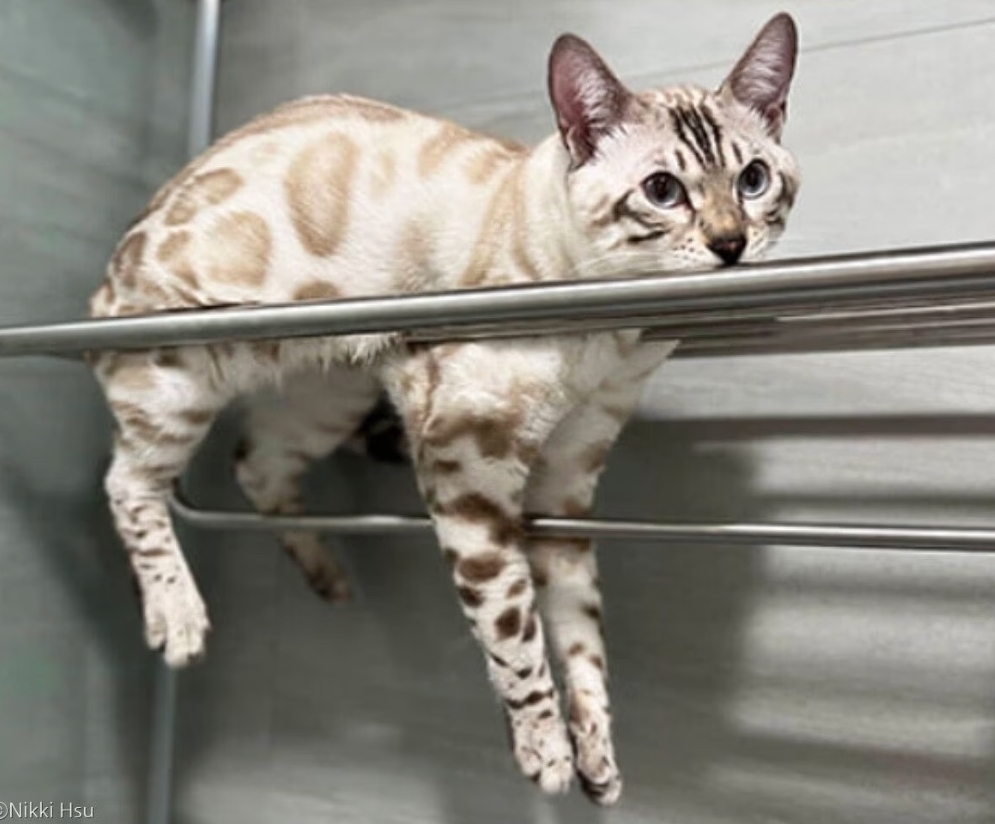 사다리 못 오르는 냥이 병원 데려간 집사..수의사 "운동에 재능 없어" | 인스티즈