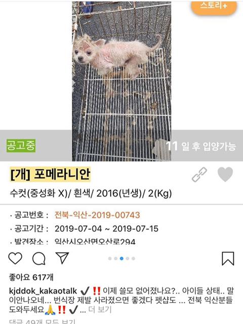 요즘 인기 많은 말티푸, 말티슈 하이브리드 강아지들 만드는 실제 방법...jpg | 인스티즈