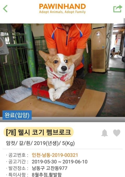 유기견 입양 전후 | 인스티즈