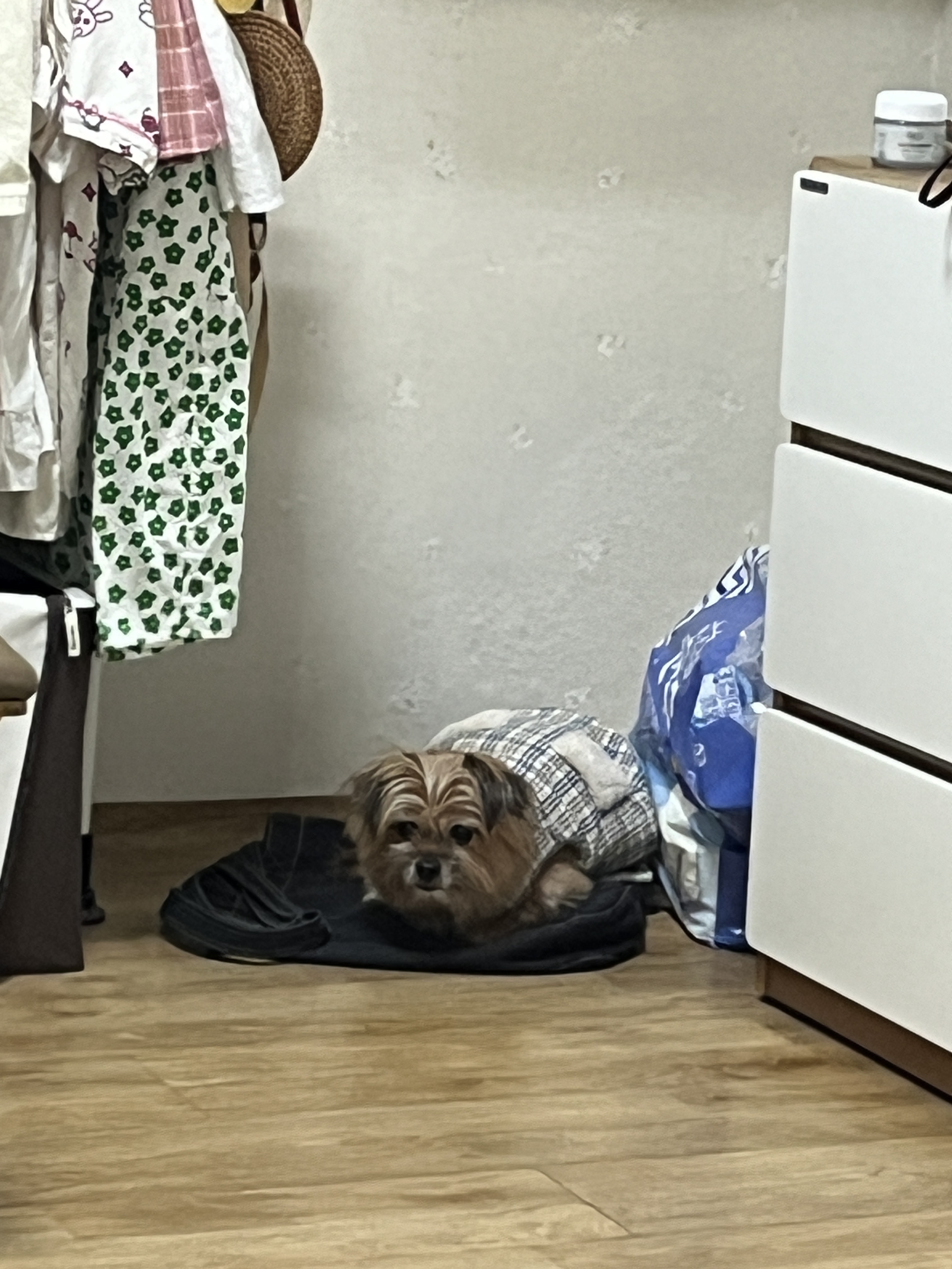 친구네 강쥐 하루 펫시터 한 후기 | 인스티즈