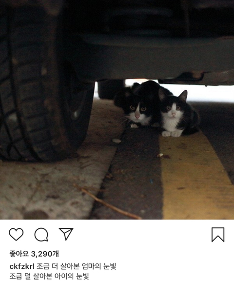 길에서 살아가는 고양이들 모습을 담은 인스타 | 인스티즈