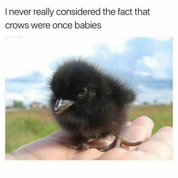 이 검은고양이 이상하게 생겼는데? | 인스티즈