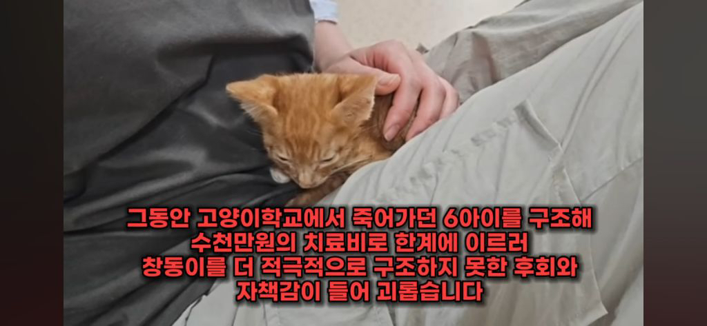동물 구조(보호소) 경계해야함 / 고양이학교의 처참함 | 인스티즈