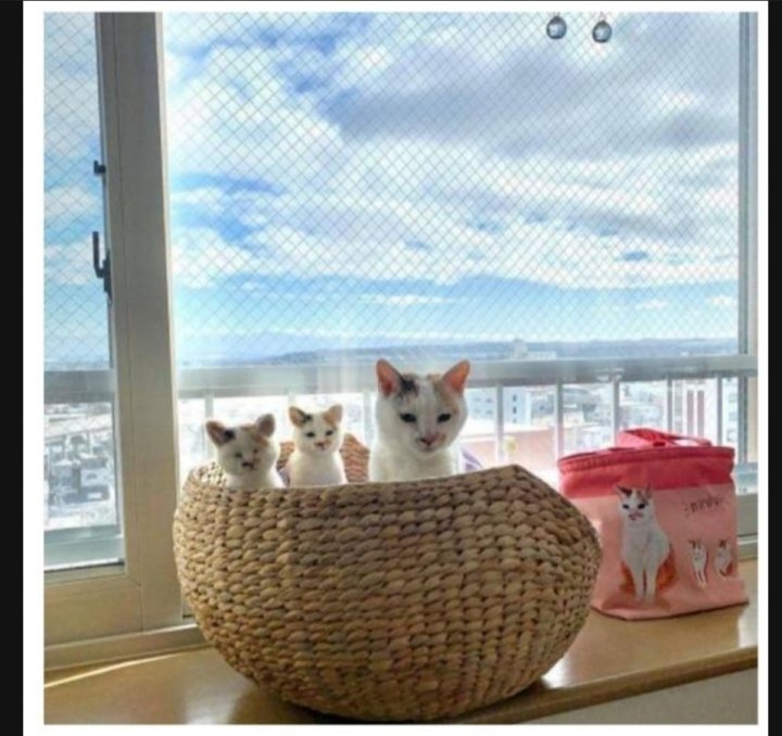 이 정도면 세쌍둥이 아니냐구 | 인스티즈