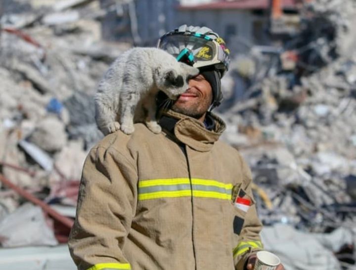 건물잔해 더미에서 129시간 만에 구조된 뒤 구조대원 곁 한시도 떠나지 않는다는 고양이 | 인스티즈