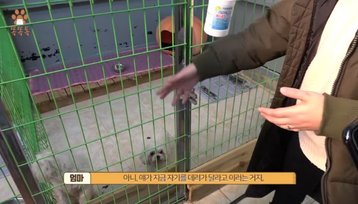 7살 아이 눈에 비친 유기견 보호소는? | 인스티즈