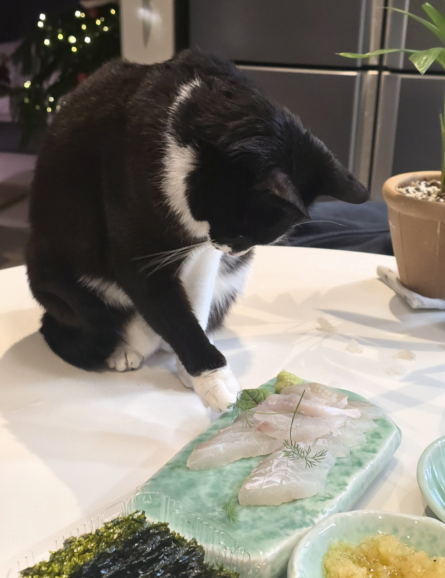 안주 뽏이는 고양이 어떤데 ㅋ 5나탄 ㅋ | 인스티즈