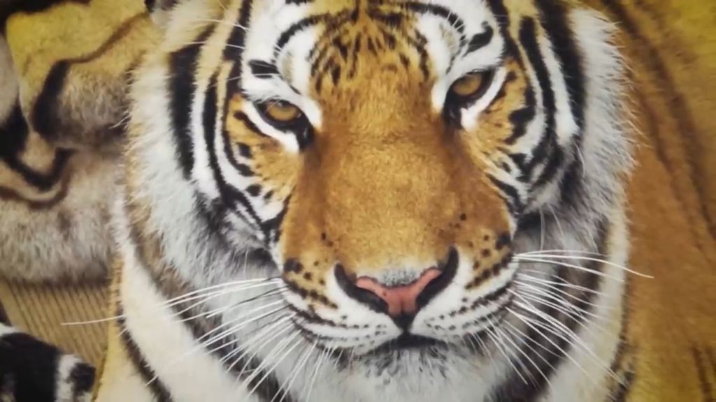 '절멸'의 '한국 호랑이'. 🐅 그 100년간의 이야기. -마지막- | 인스티즈