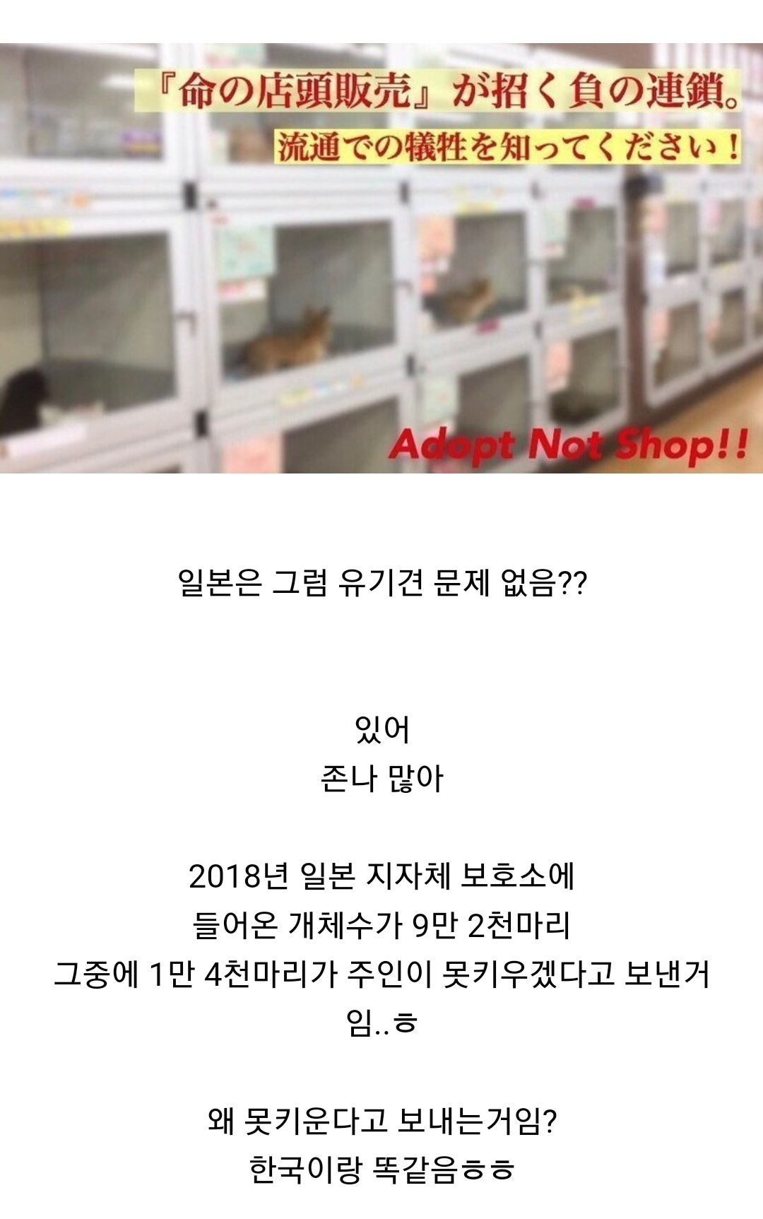 우리나라 펫샵 문화가 어디에서 왔는지 알고 있어? | 인스티즈