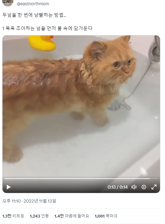 고양이 두마리 목욕시키는 법 | 인스티즈