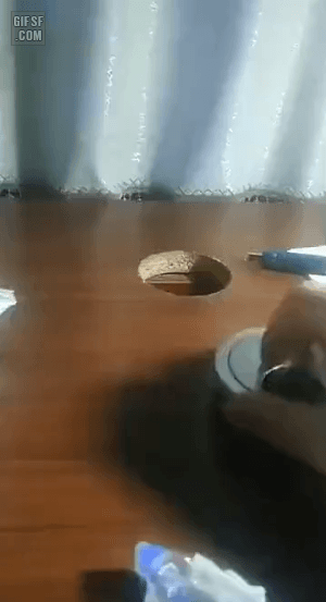 고양이가 고양이했다 | 인스티즈