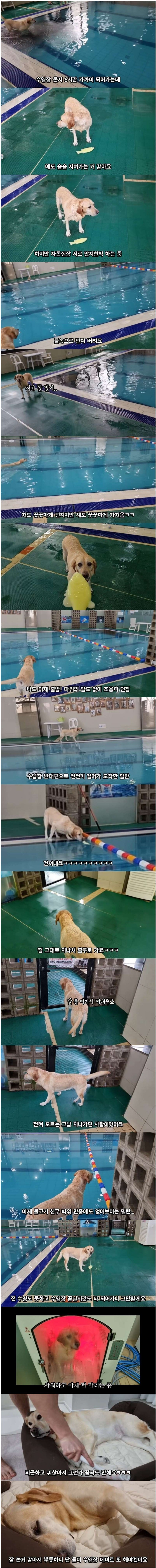 댕댕이와 수영장에서 6시간 놀아주면 생기는 일 | 인스티즈