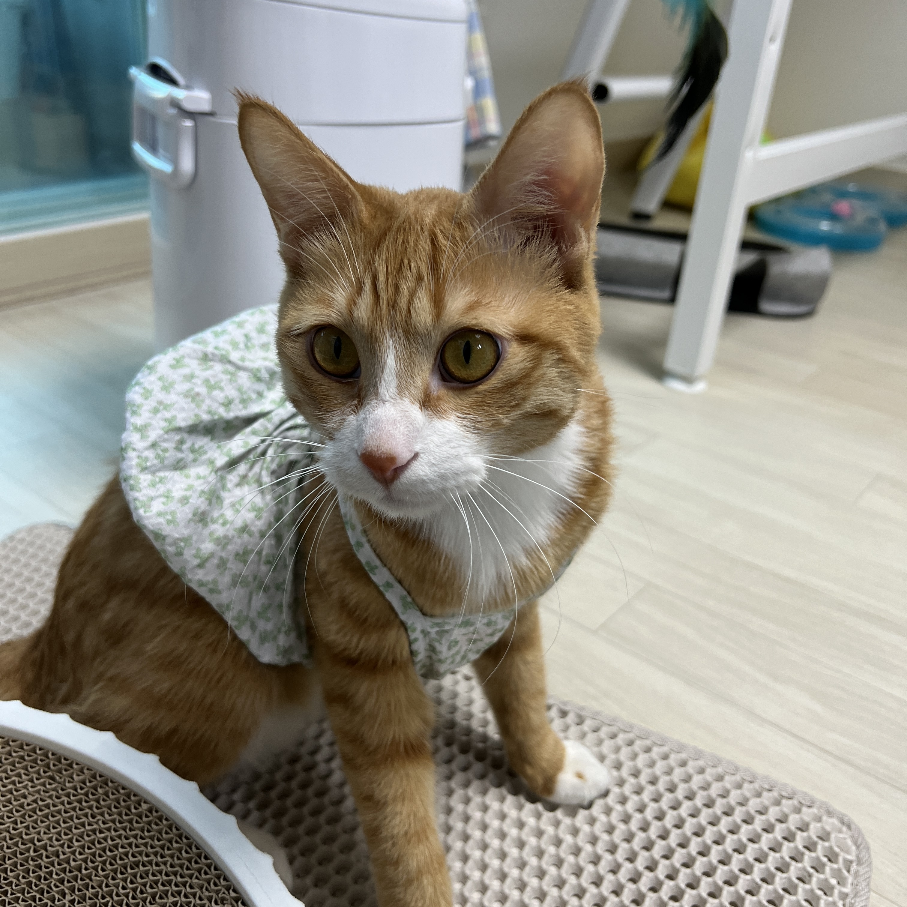 다이소 옷 사 왔는데 개웃겨 | 인스티즈