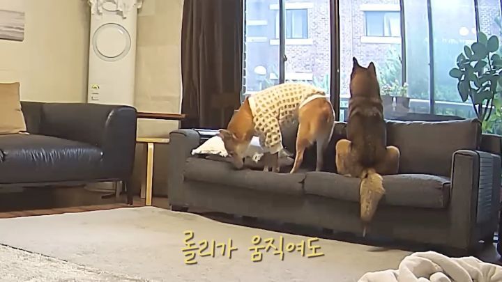 집에 강아지들끼리만 남겨졌을때 | 인스티즈