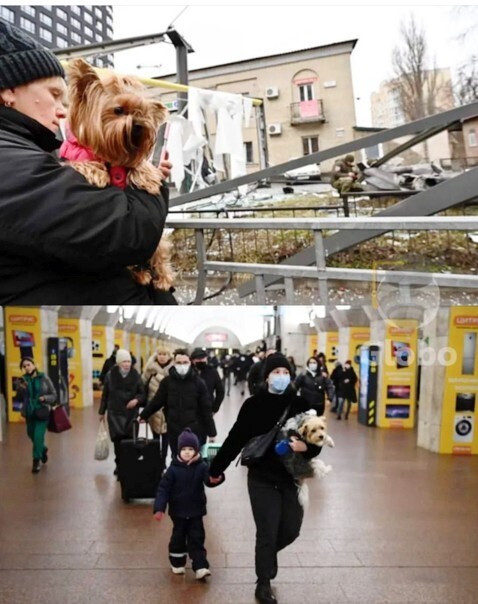 피난가는 강아지, 고양이들 | 인스티즈