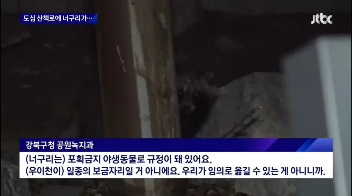 산책로에서 너구리를 만나면 강아지를 바로 안아들어야함 | 인스티즈