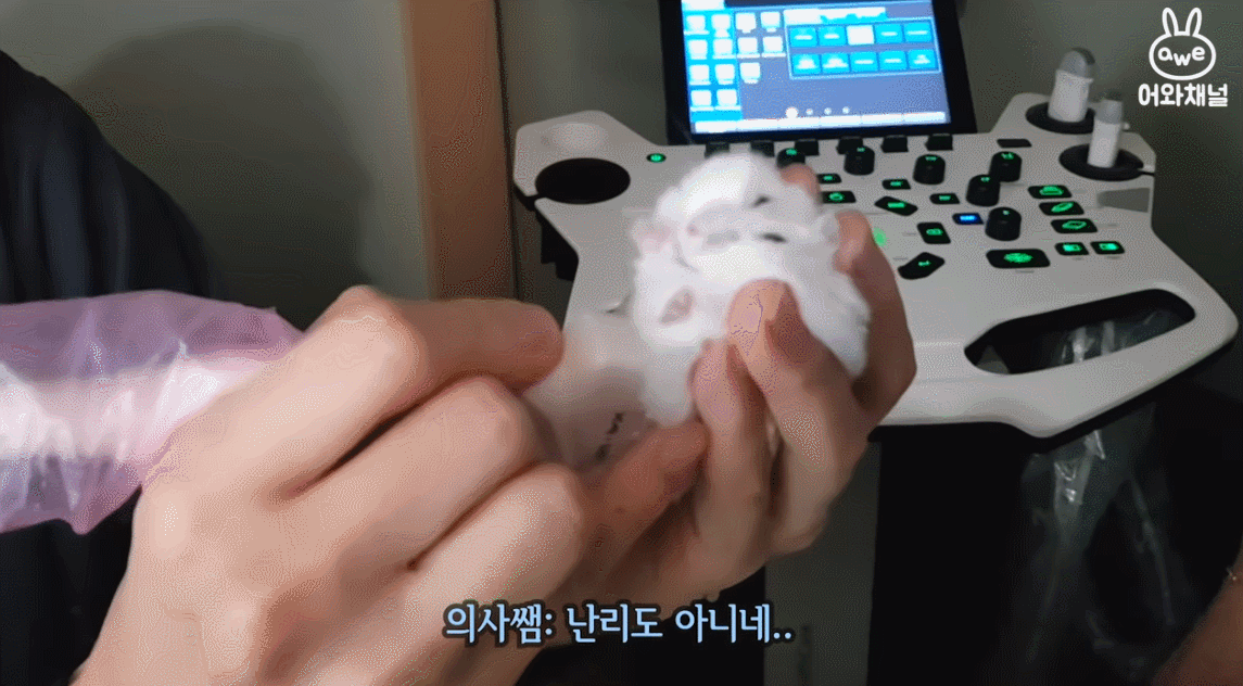 병원에서 초음파 찍는 햄스터.gif | 인스티즈