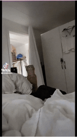 고양이 행동에 집사 이마짚 | 인스티즈