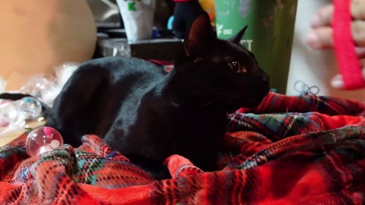 박수홍이 키우는 고양이 모질 | 인스티즈