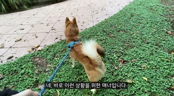 미국에서 강아지 산책 시키다 어느 한국인이 욕 먹은 이유 | 인스티즈