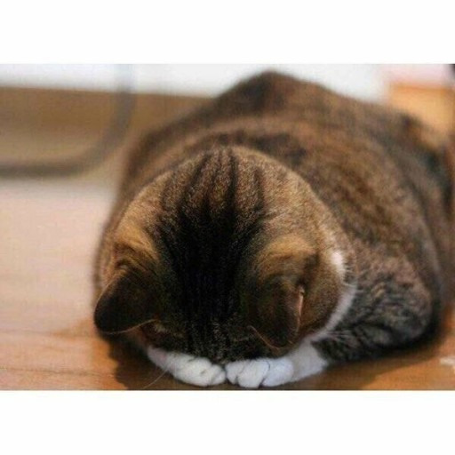 집사들이 은근히 좋아하는 고앵이 자세.jpg | 인스티즈