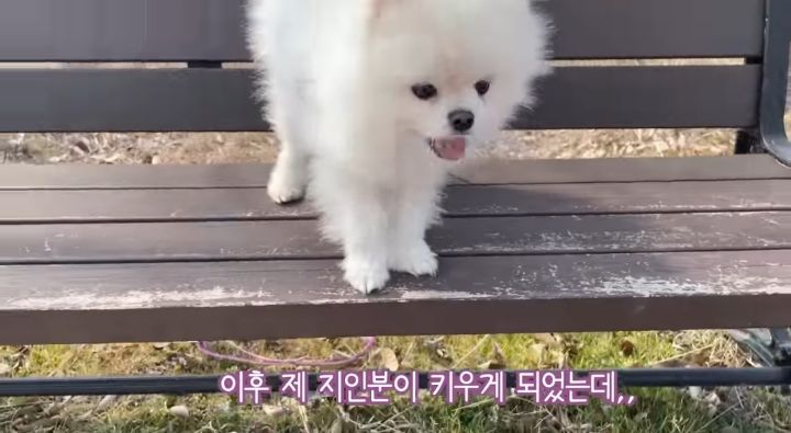 강아지가 두번이나 파양된 충격적인 이유.jpg | 인스티즈