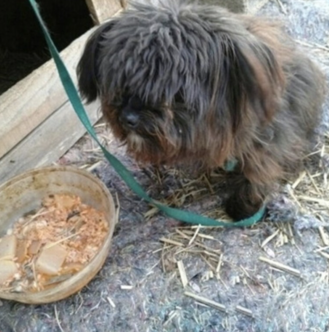 문토리 견상변화(유기견이 사랑받고 자라면 생기는 일) | 인스티즈