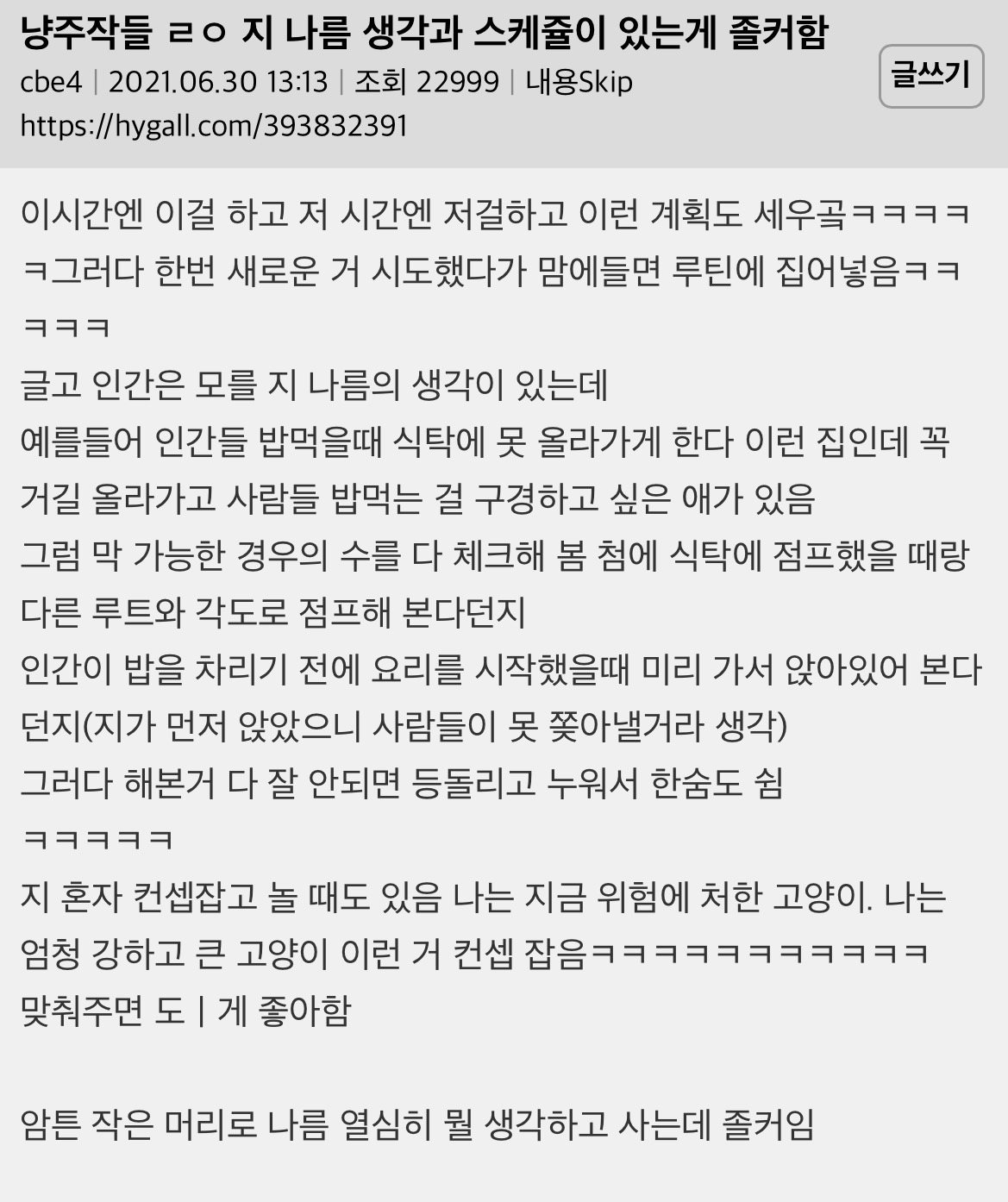 고양이는 다 계획이 있음 | 인스티즈
