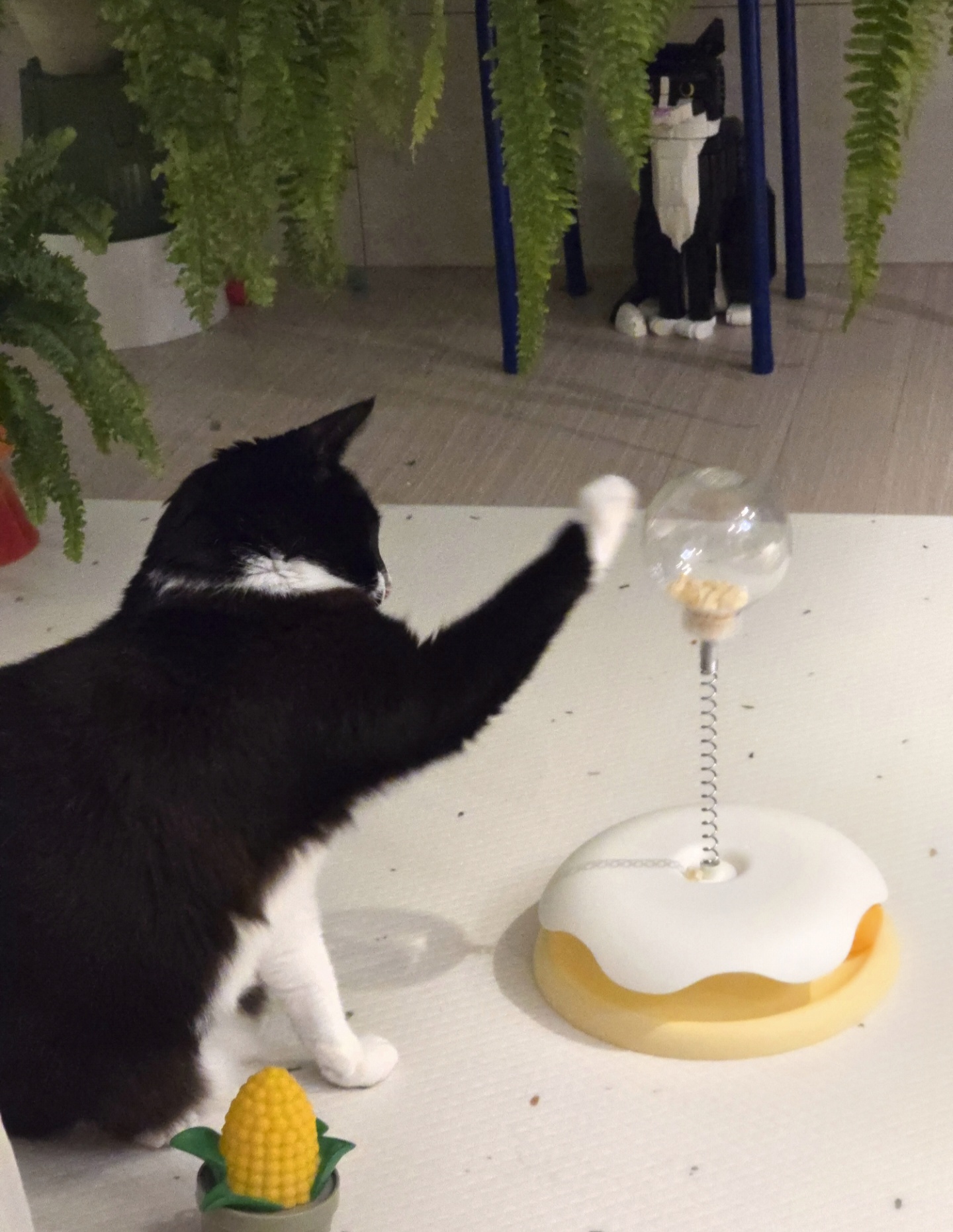 안주 뽏이는 고양이 어떤데 ㅋ 5나탄 ㅋ | 인스티즈