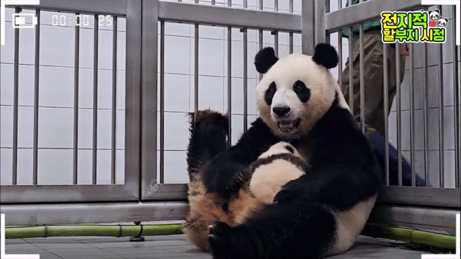 공동육아의 개념을 아는듯한 이뻐이뻐 아이바오🐼 | 인스티즈