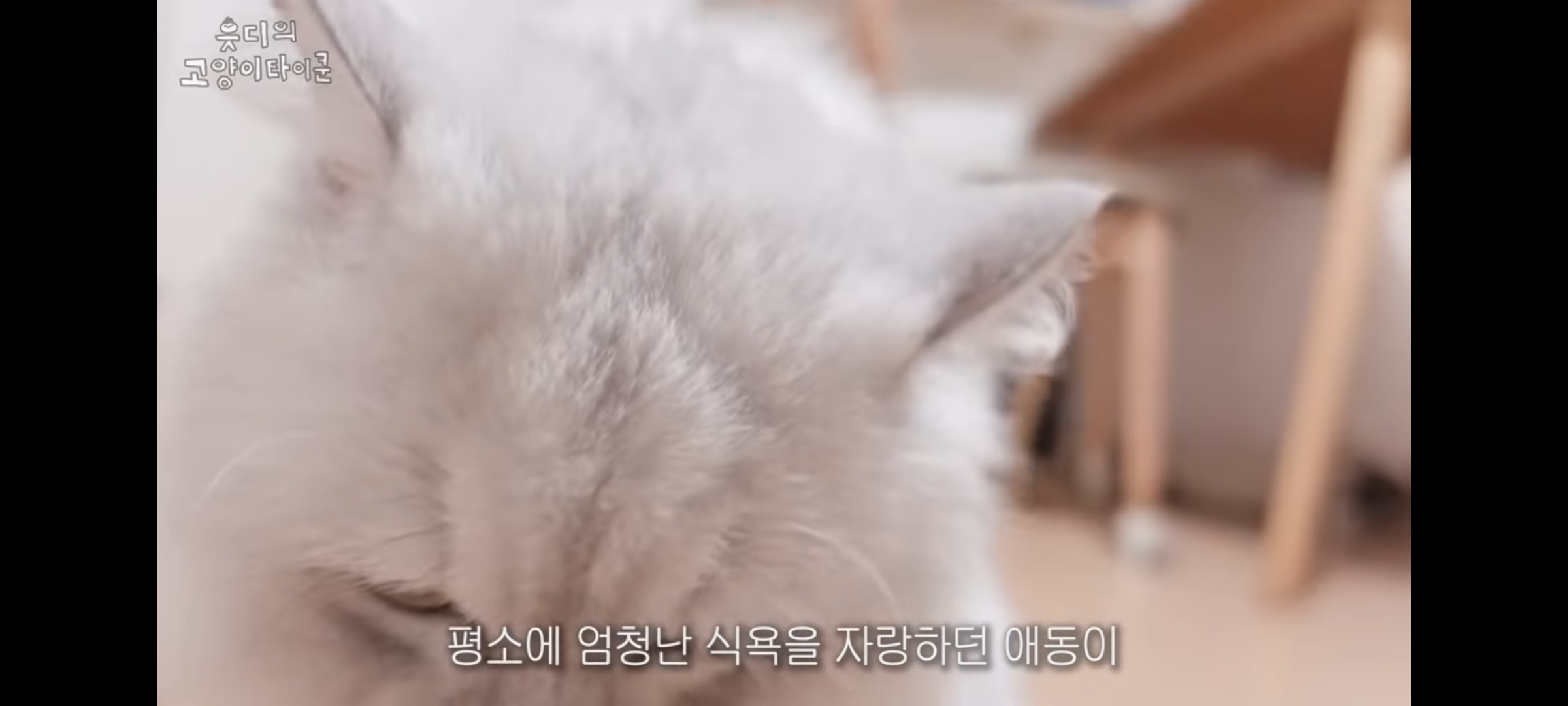 cctv보고 오열😭 응가실수하고 혼자 치우려는 고양이 | 인스티즈