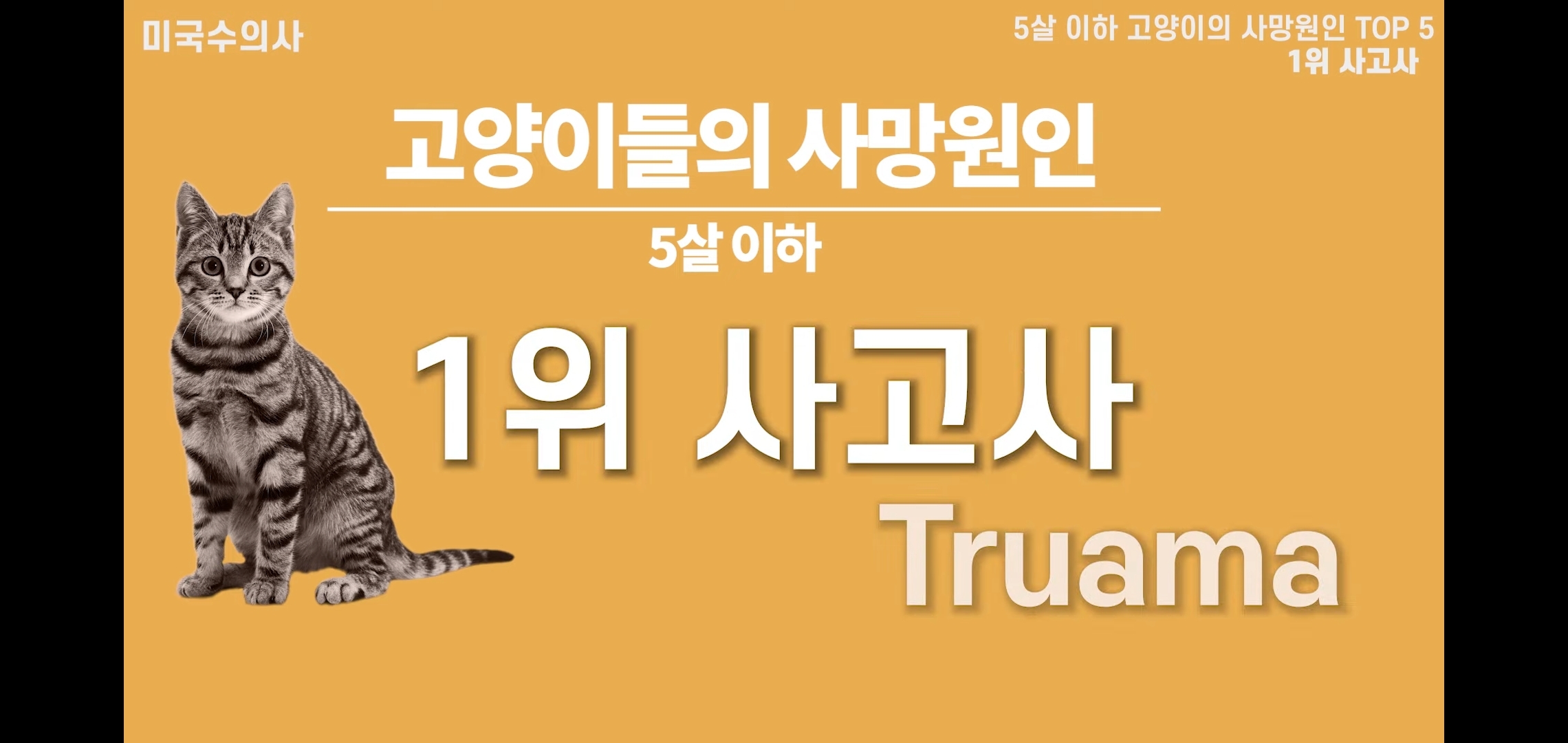 고양이 산책? 하지마!!!!! | 인스티즈