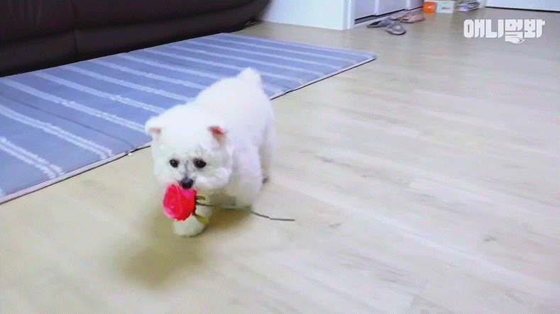 돌멩이를 물고 다니는 강아지 | 인스티즈