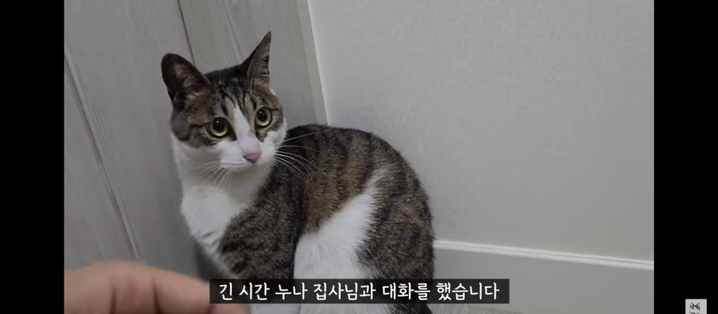 가족들 몰래 고양이를 갖다버린 아빠 | 인스티즈