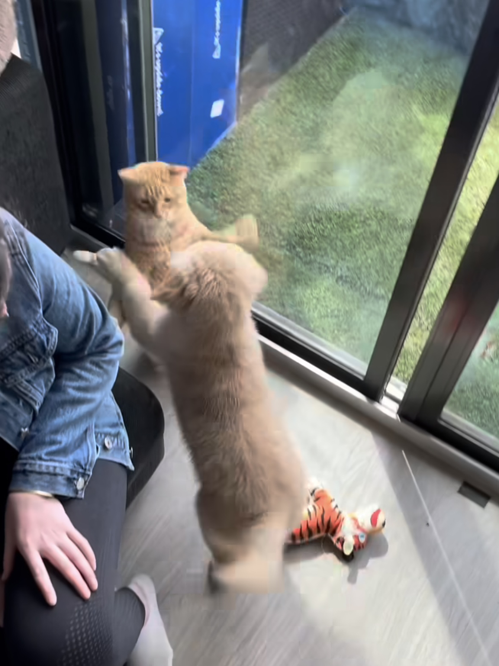 강쥐랑 고앵이랑 친해지는 과정 | 인스티즈