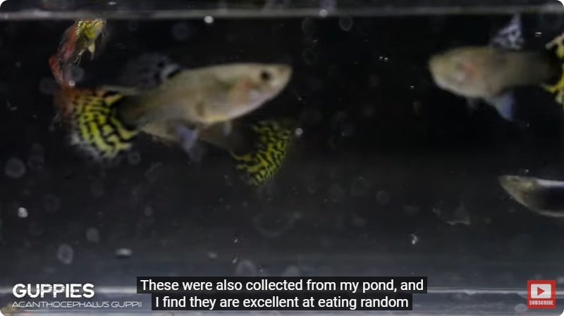 거대한 수조에 열대우림 환경을 조성해놓으면 생기는 일 - 4 | 인스티즈