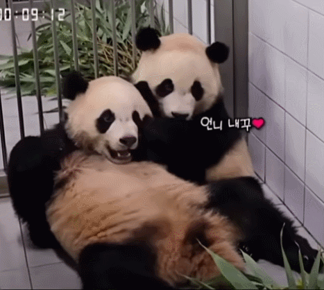 서로 알콩달콩 사이좋은 루이 후이바오 🐼 | 인스티즈