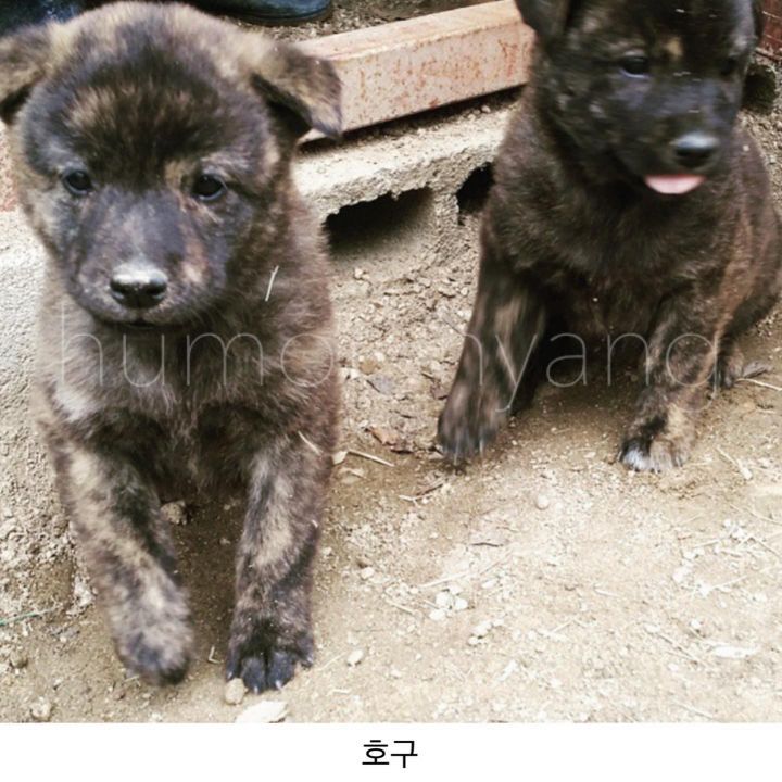 진돗개 모색별 아기때 생김새 | 인스티즈