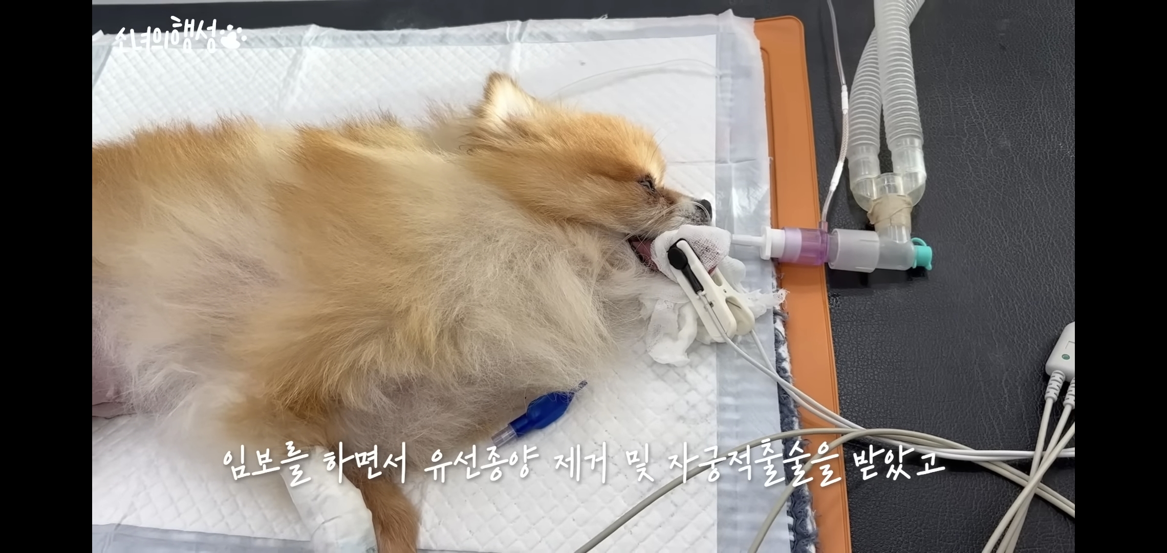 번식장에서 강아지 구조 후 치료했더니 절도죄로 고소당한 유튜버.jpg | 인스티즈